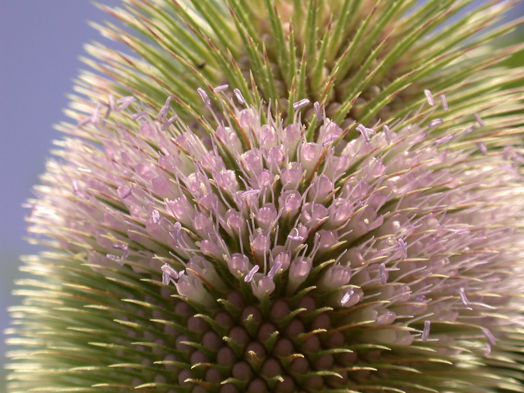 Specie dell''Abruzzo